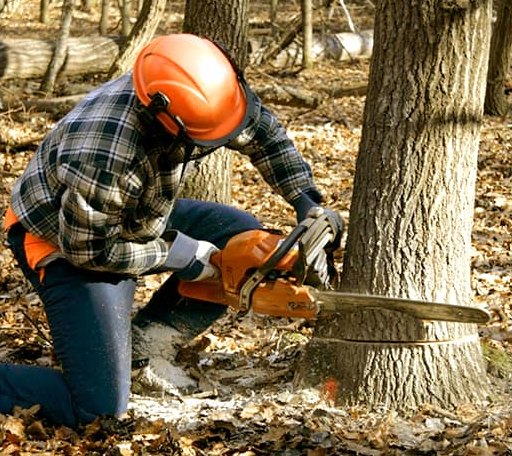 Tree Removal in Marshall, WI